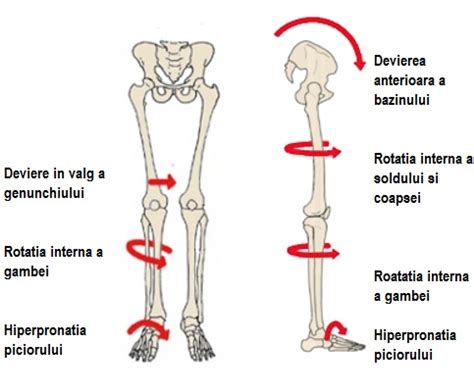 Anatomia picioarelor și fiziologia / Ortopedie | Sănătate puternică și dezvoltare mentală!